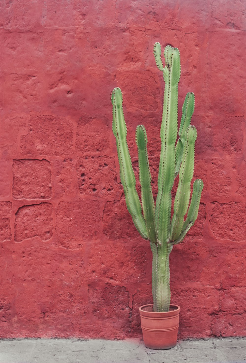 planta verde do cacto na parede vermelha do concreto