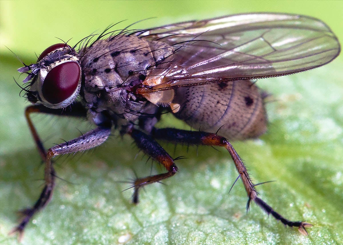 Sticky Fly Trap: Get Rid Of Pesky Insects Forever