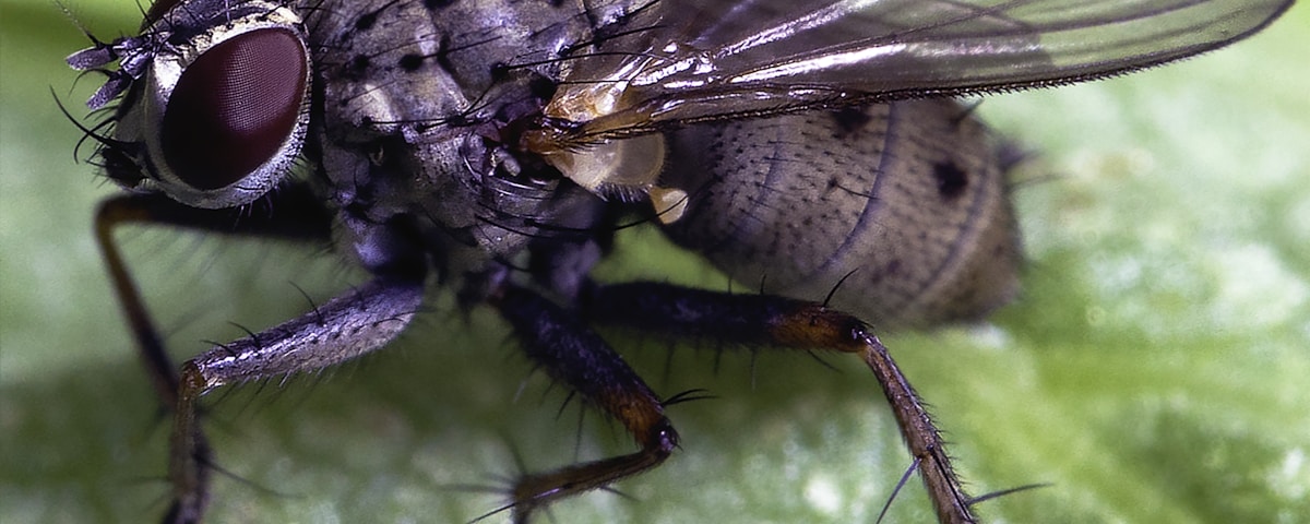 black and white fly on green leaf