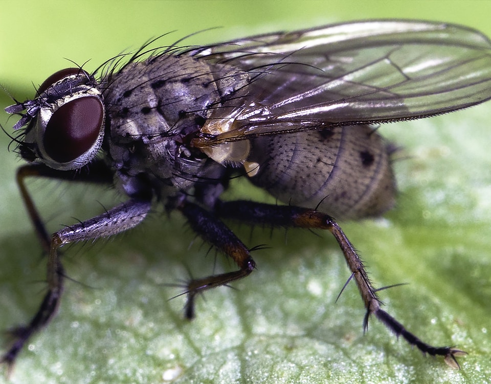 black and white fly on green leaf