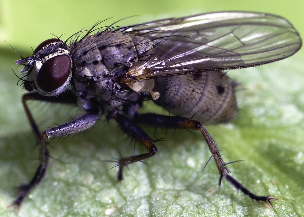 black and white fly on green leaf