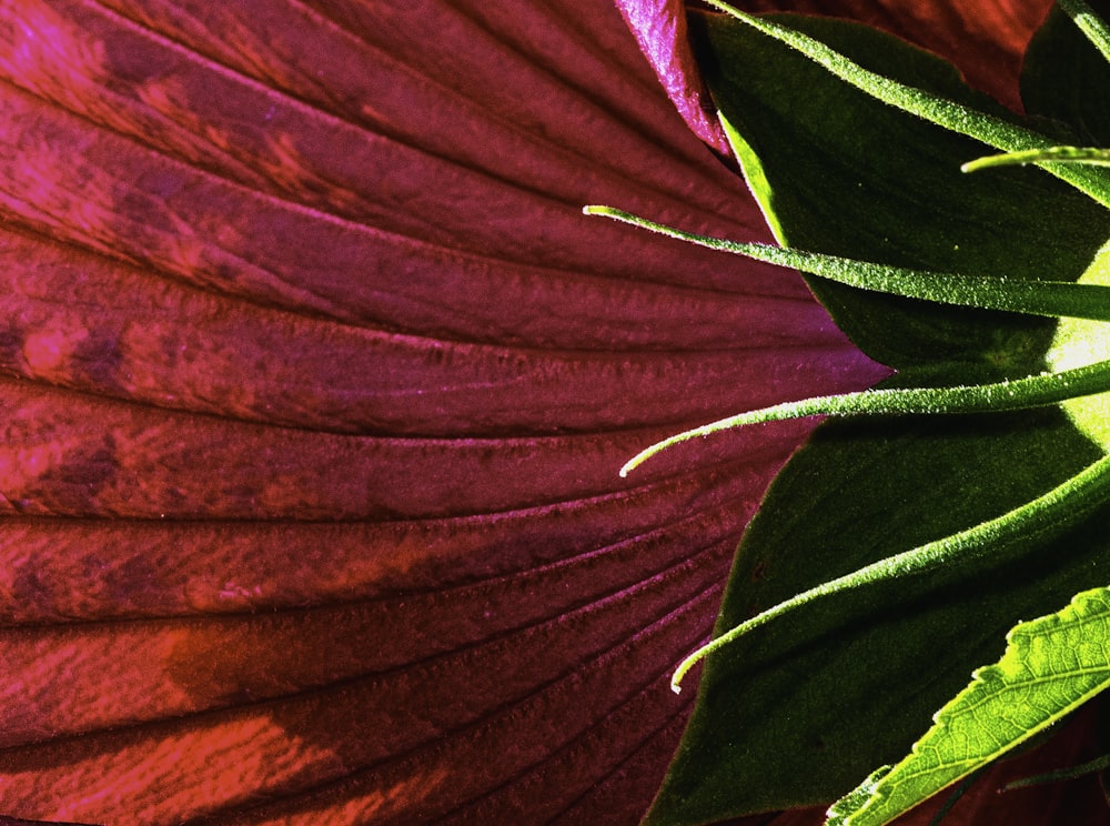 red and green leaf plant