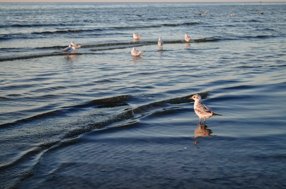 flock of birds on water during daytime