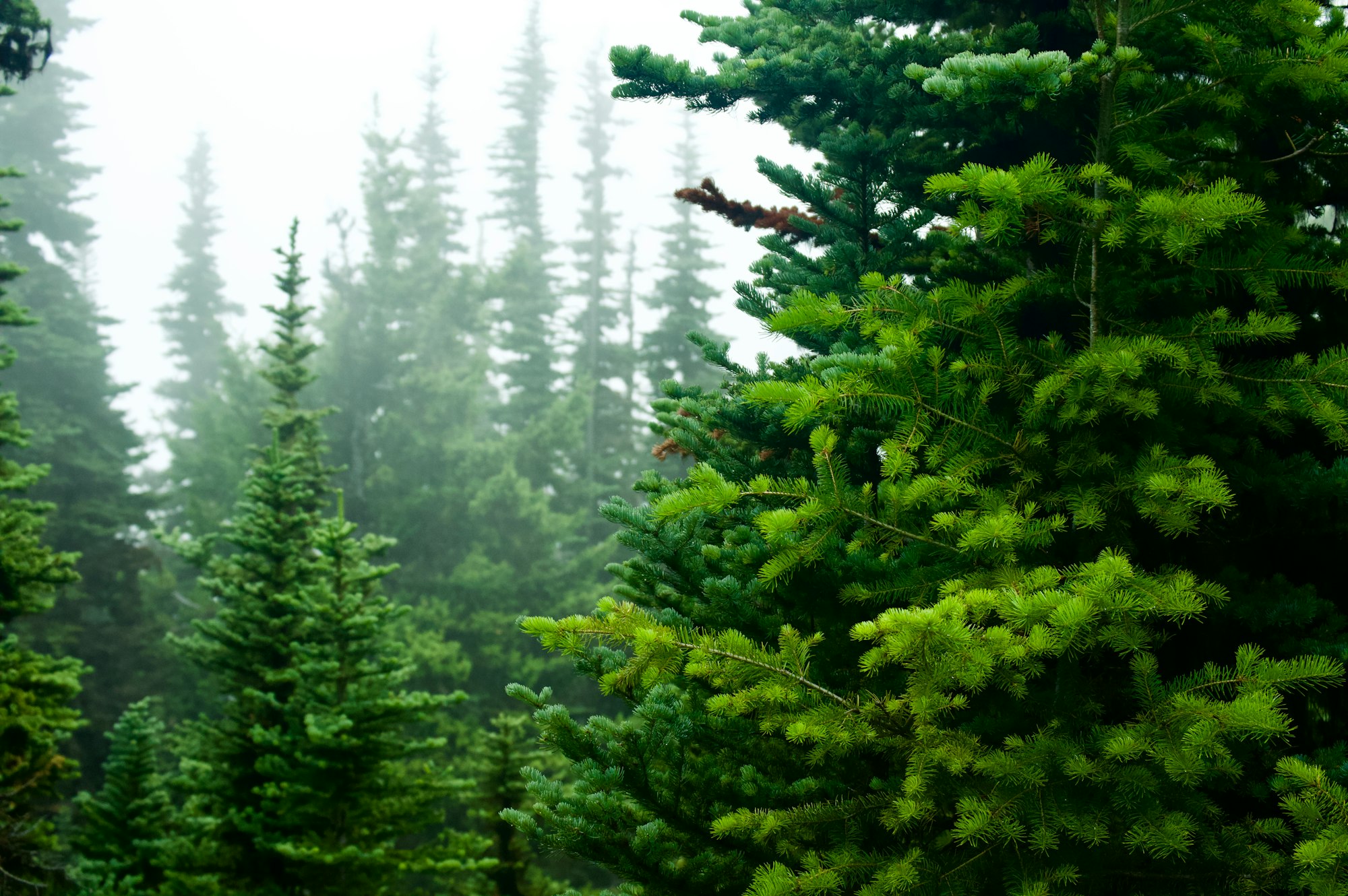 Foggy morning, evergreen trees in the forest - wornbee.com