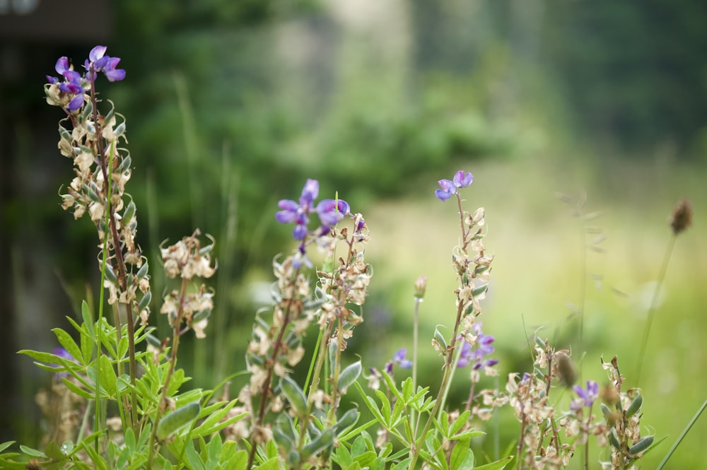 purple flower in tilt shift lens