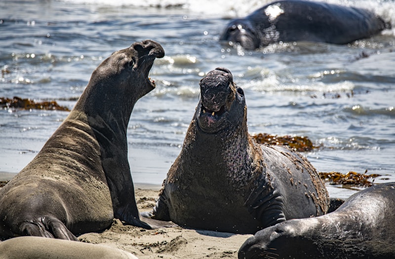 Piedras Blancas