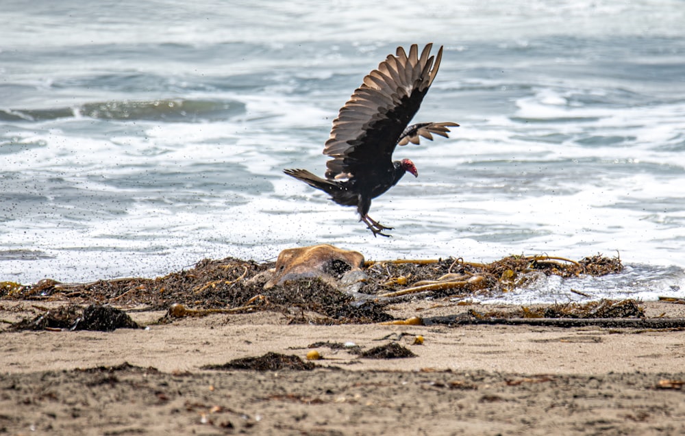 black and white bird flying over the sea during daytime