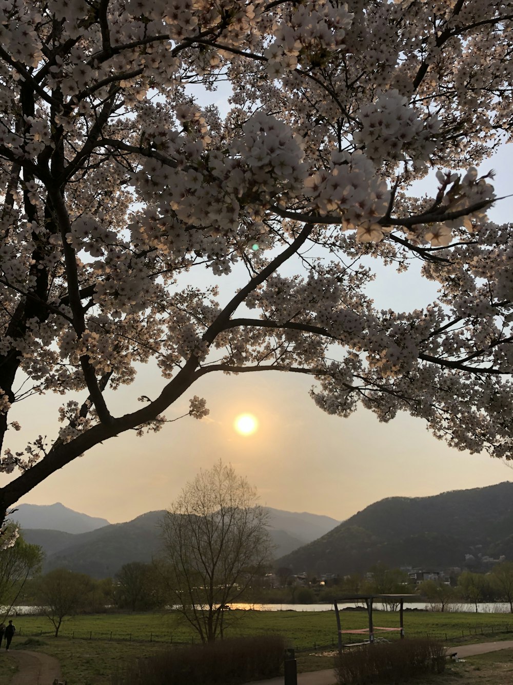 white cherry blossom tree during daytime