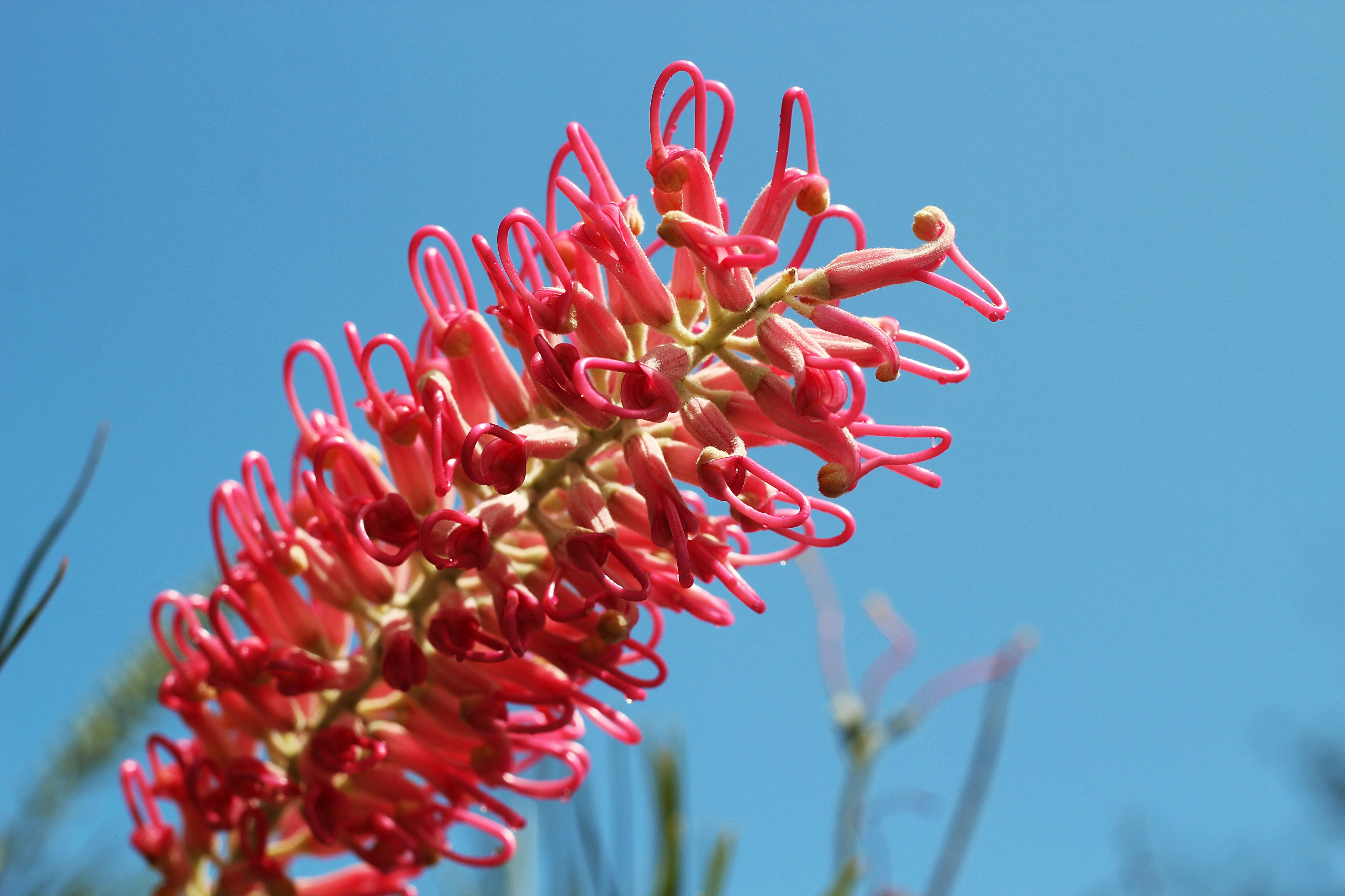 Australian Native Flowers Pictures Download Free Images on Unsplash