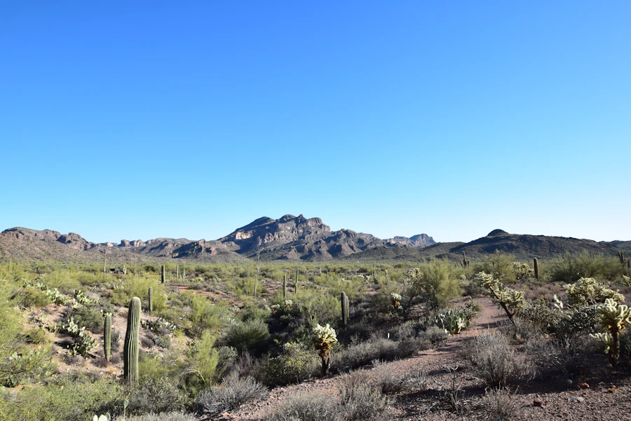 Mesa