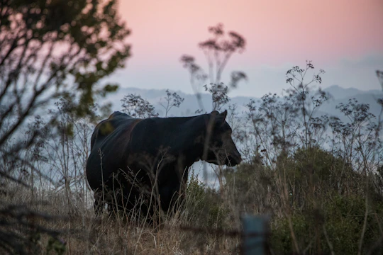 A powerful bear standing tall in a misty forest at dawn.
