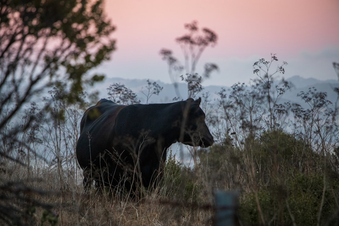 black cow on green grass field during daytime