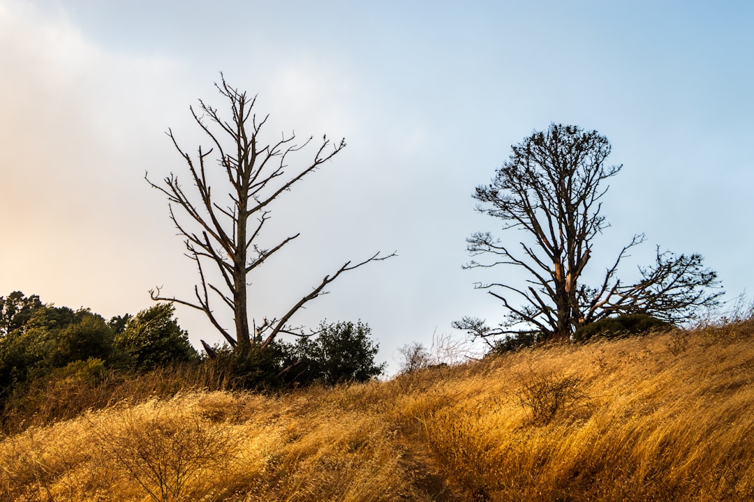 leafless tree on brown grass field