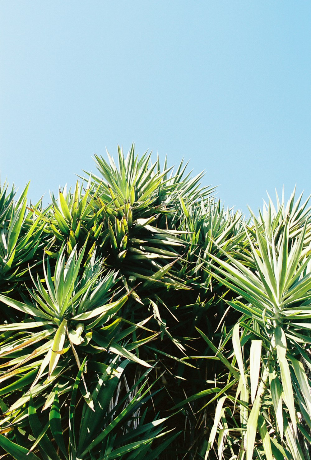 昼間の青空に映える緑の植物