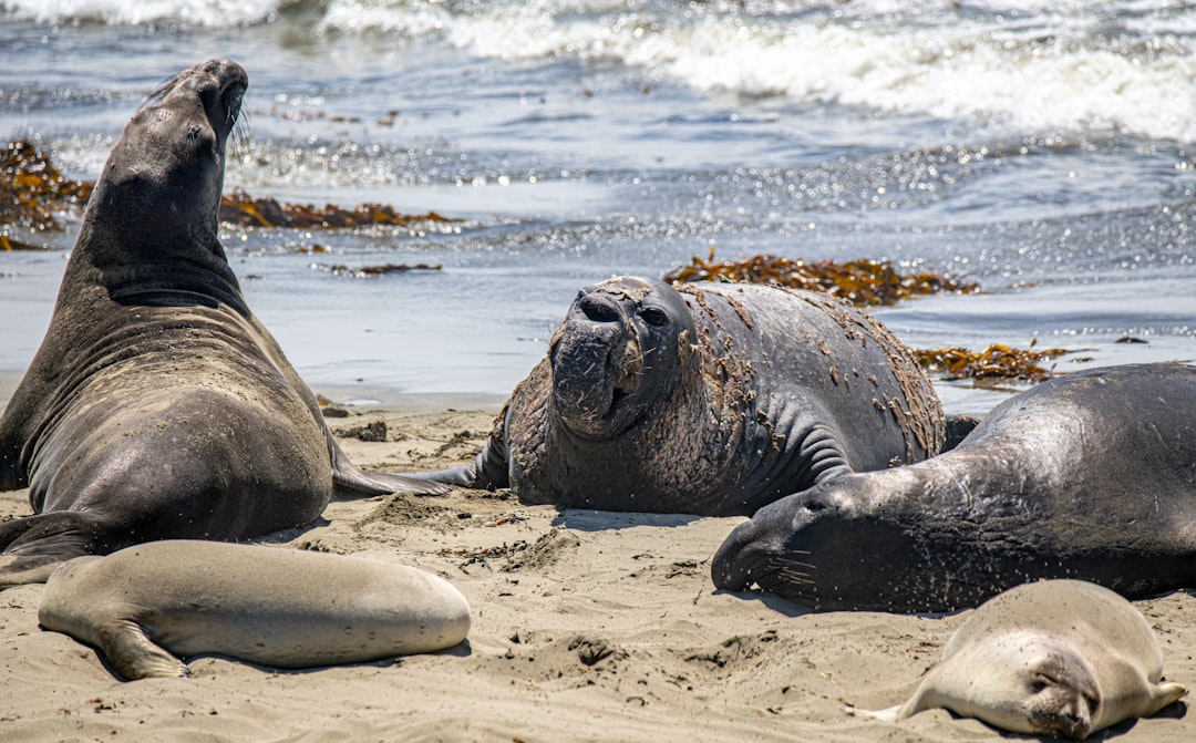 sea lion on white sand during daytime