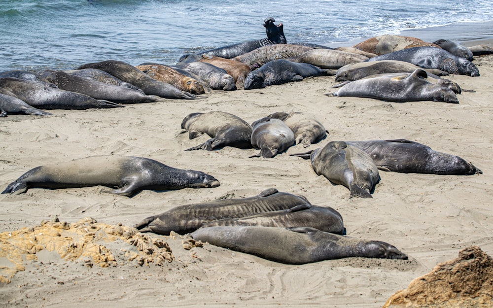 group of sea lion on beach during daytime