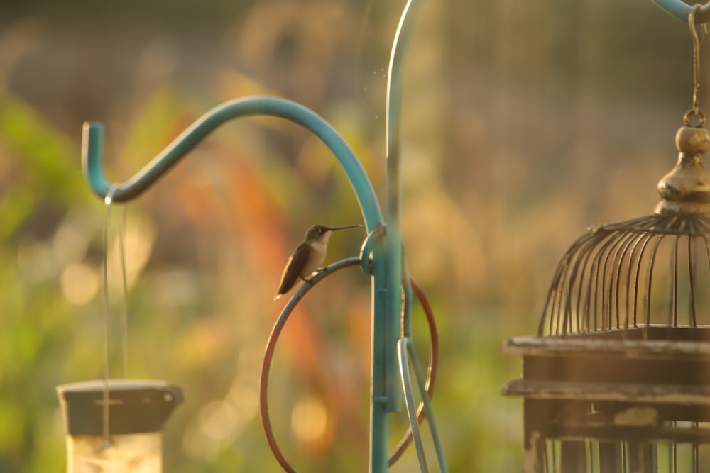 brown bird on green metal bird feeder