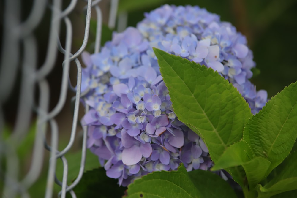 purple and white flower in close up photography