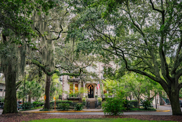 Live oaks shading one of Savannah's historic squares, Georgia