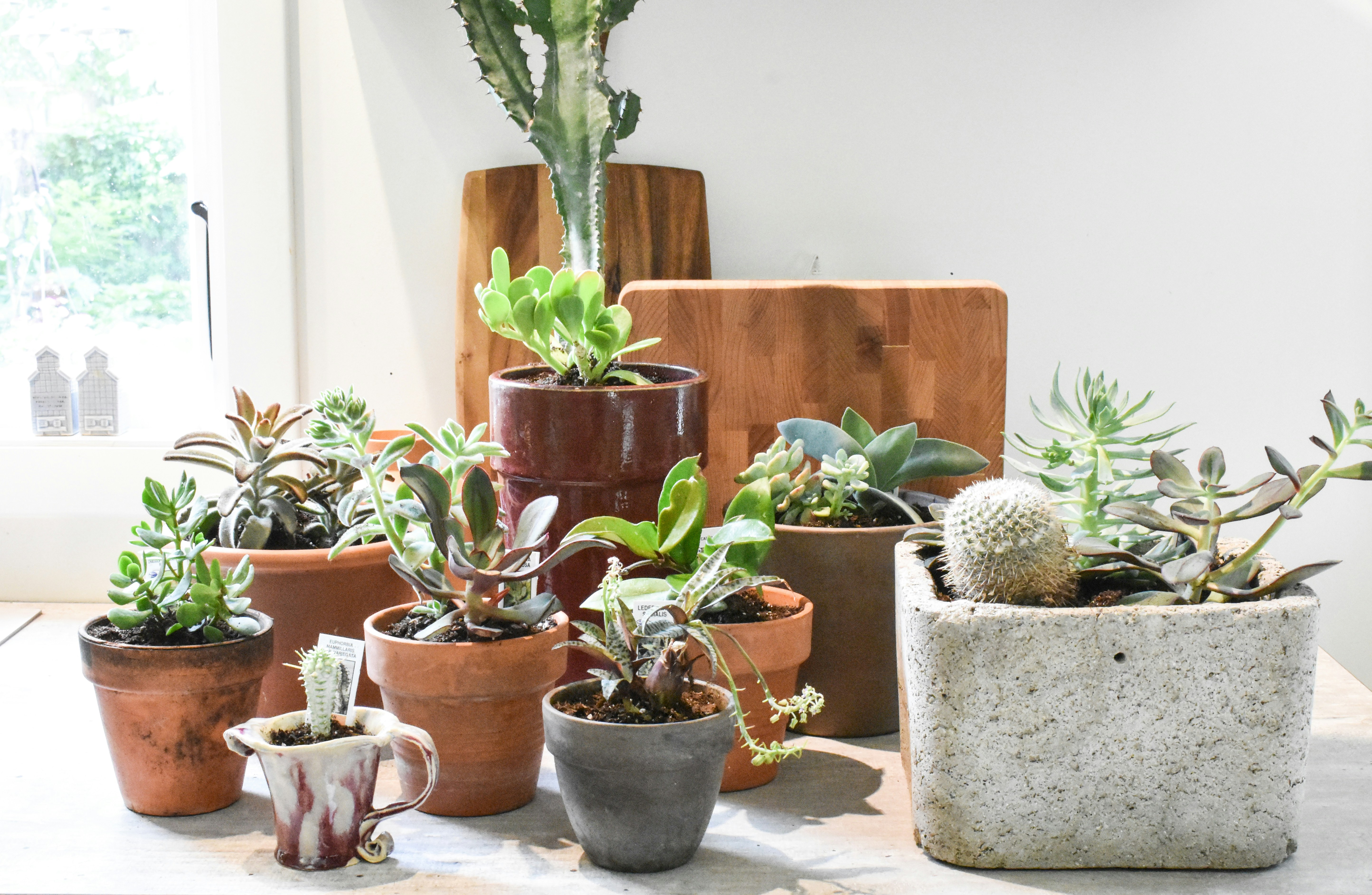 Lush Indoor Plant Selection