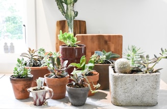 green cactus plants on brown clay pots