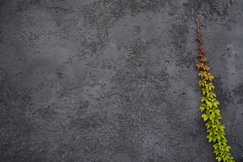 yellow and green caterpillar on gray concrete floor