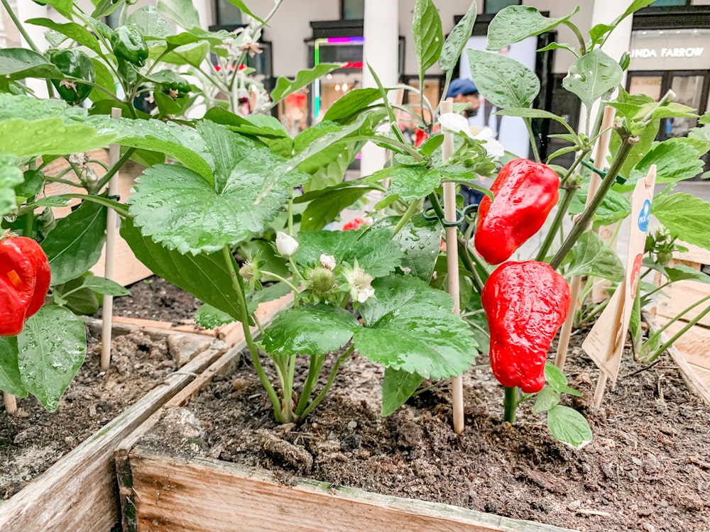 red chili pepper on brown wooden crate