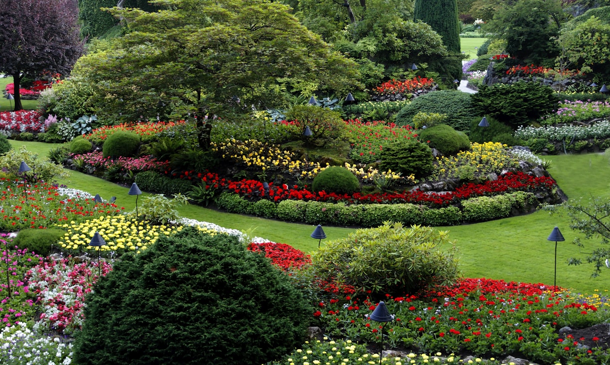 red and white flower garden