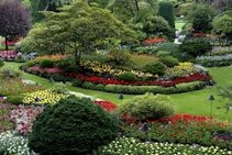 red and white flower garden