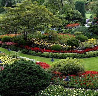 red and white flower garden