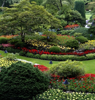 red and white flower garden