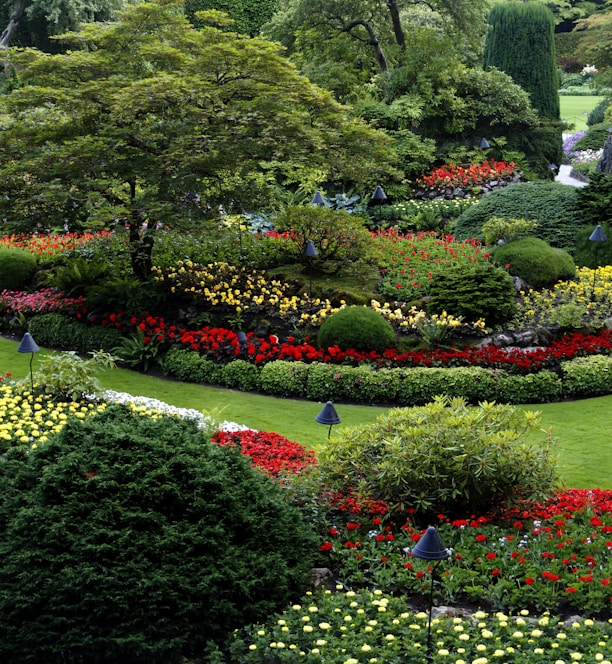 red and white flower garden