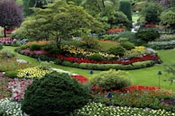 red and white flower garden