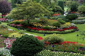 red and white flower garden
