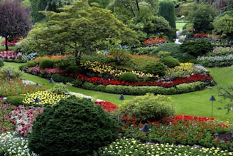 red and white flower garden