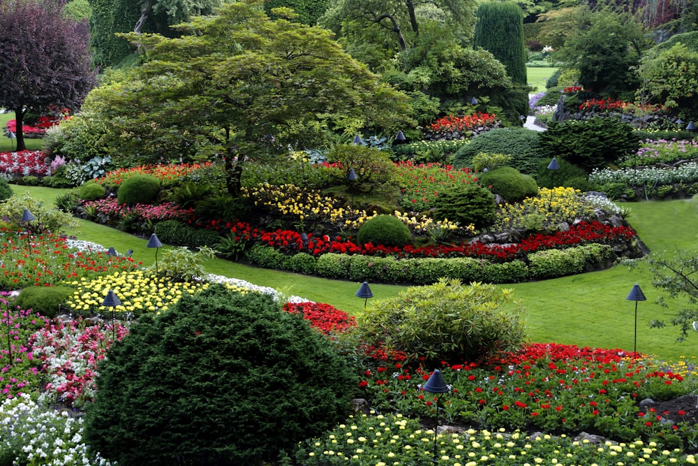 Jardín de flores rojas y blancas