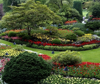 red and white flower garden