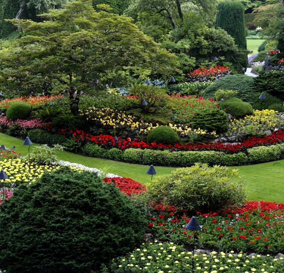 red and white flower garden