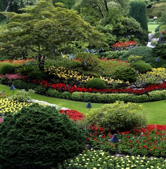 red and white flower garden