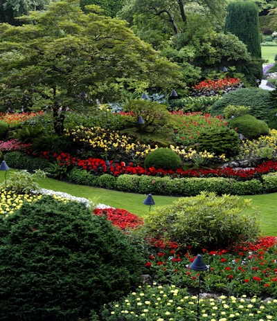 red and white flower garden