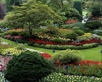 red and white flower garden