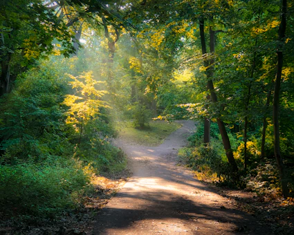 sunlight on a forest path