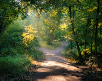 pathway between green trees during daytime