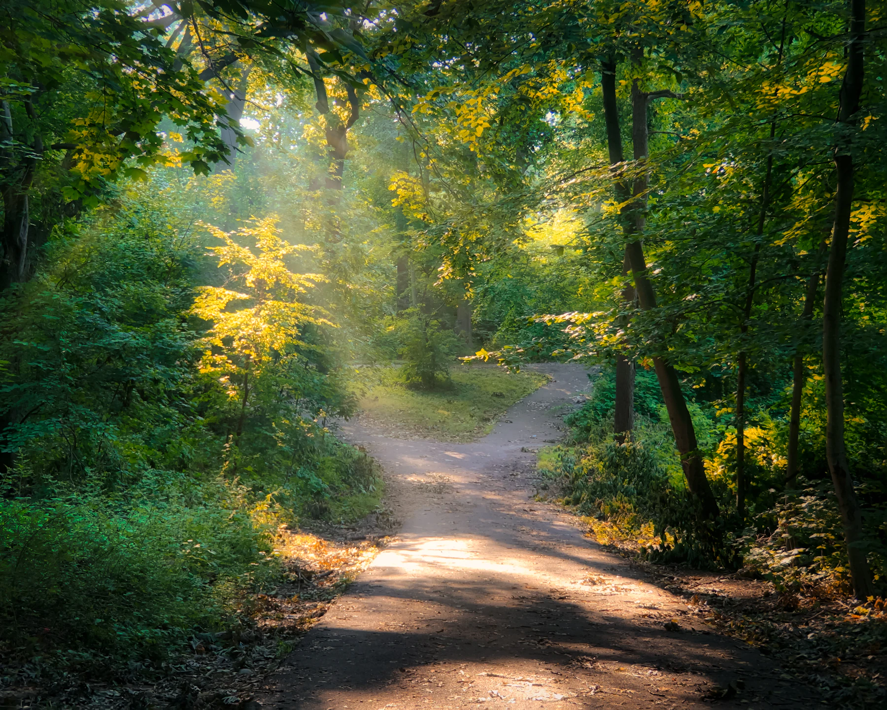 Sunlight through a wooded path in full summer leaf