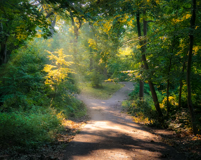 Sunlight falling across the path through the wood