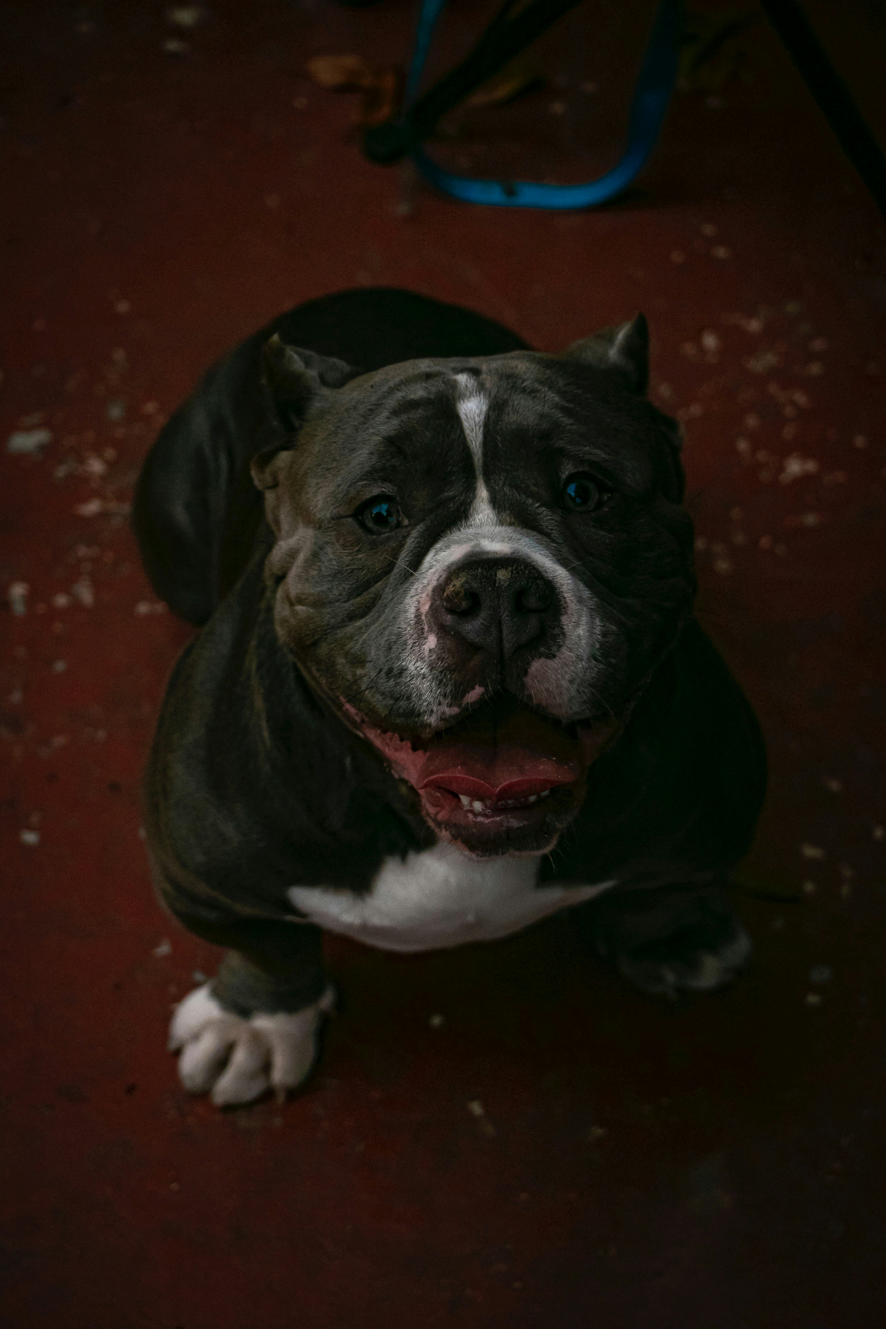 100+] Immagini Dei Cuccioli Di Pitbull | Wallpapers.com, image size:3000x4500