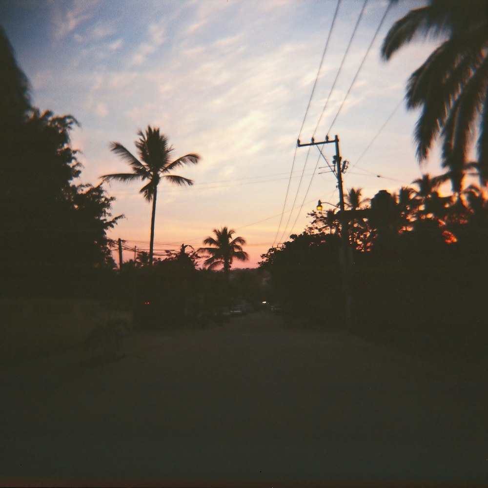 silhouette of palm trees during sunset