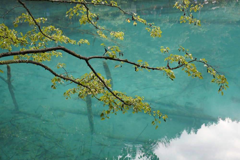 green and yellow leaves on tree branch