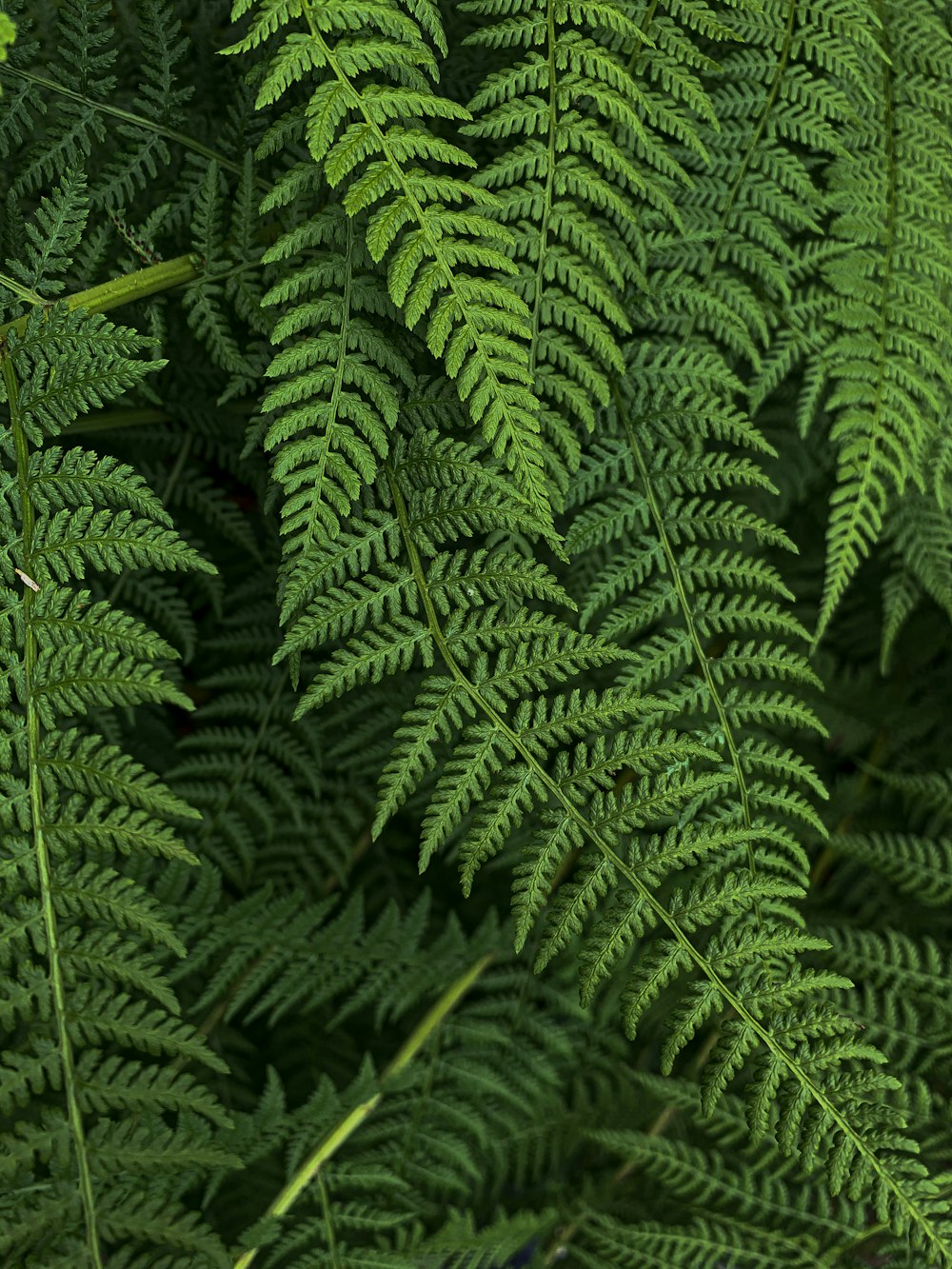 green fern plant in close up photography