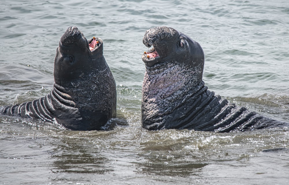 2 black seal on water during daytime